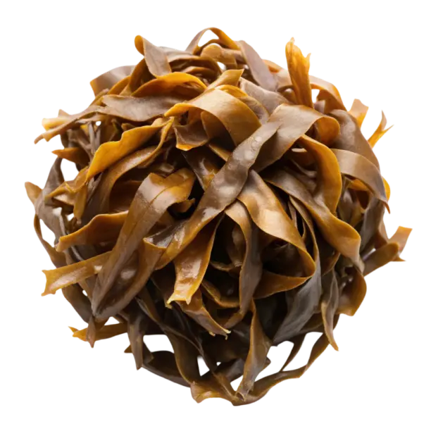 Alghe brune essiccate